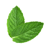 feuille de menthe