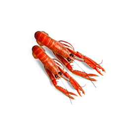 langoustes