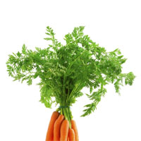 fanes de carotte