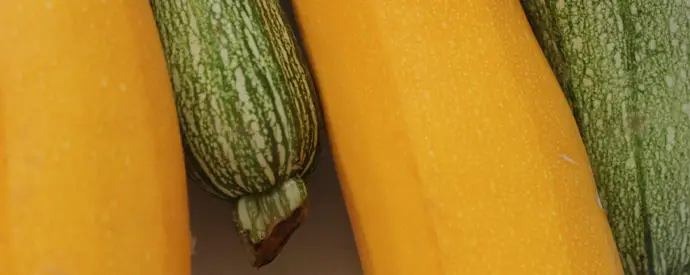 Que faire avec des courgettes ? Nos meilleures recettes