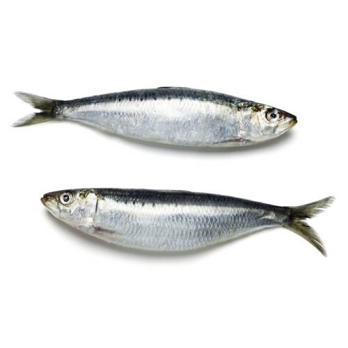sardine fraiche